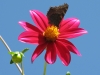 flower-photography-desktop-dahlia-widescreen-photos-sunshine-butterfly-albums-beautiful-sucking-nectar-187057