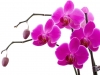 orchid-flower-free-download-wallpaper-1920x1080-c-p-ibackgroundz-com_